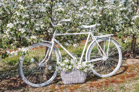 beautiful white bike is in the apple lush garden with a basket of flowersの写真素材