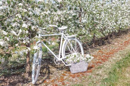 beautiful white bike is in the apple lush garden with a basket of flowersの写真素材