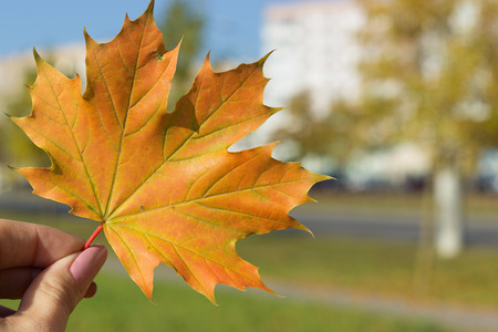 beautiful bright colored autumn leaves in handの写真素材