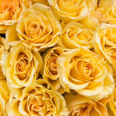 Beautiful big bouquet of yellow roses for the backgroundの写真素材
