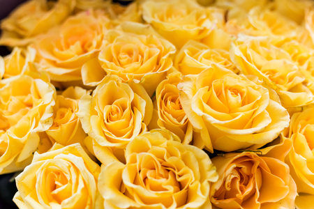 Beautiful big bouquet of yellow roses for the backgroundの写真素材