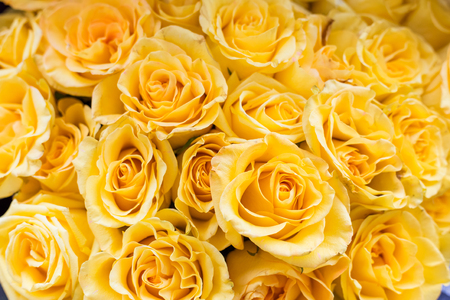 Beautiful big bouquet of yellow roses for the backgroundの写真素材
