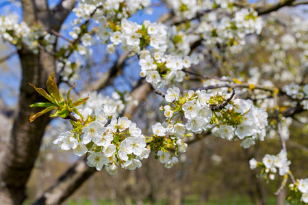 trees bloom in spring with white flowers against the sky in the garden