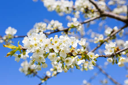 trees bloom in spring with white flowers against the sky in the gardenの写真素材