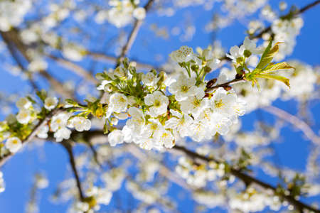 trees bloom in spring with white flowers against the sky in the gardenの写真素材