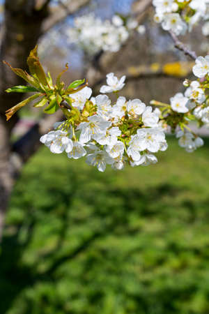trees bloom in spring with white flowers against the sky in the gardenの写真素材