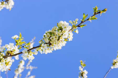 trees bloom in spring with white flowers against the sky in the gardenの写真素材