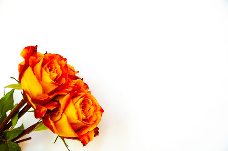 roses on a white background. bouquet of flowers. postcard. beautiful roses .の写真素材