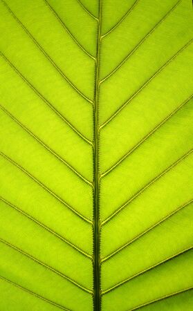 Leaf surfaceの写真素材