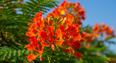 Vibrant orange flowers bloom in lush green foliage under a clear blue skyの素材
