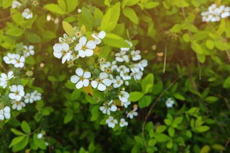 White flower in the city gardenの写真素材
