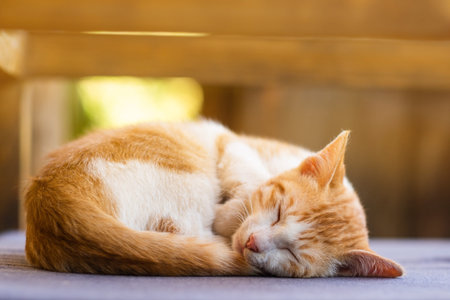 Little cute cat sleeping in the house の写真素材