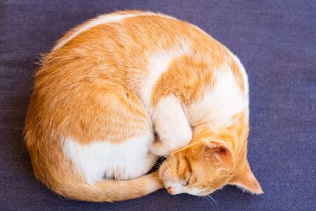 Little cute cat sleeping in the house の写真素材