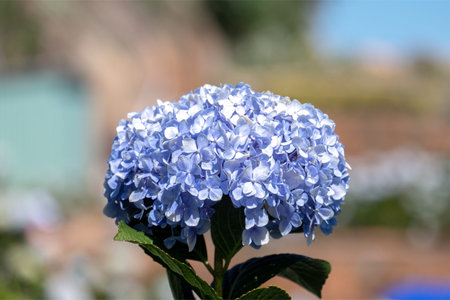 Hydrangea flower in the garden 