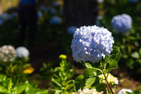Hydrangea flower in the gardenの写真素材