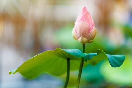 Pink lotus flower in the templeの写真素材