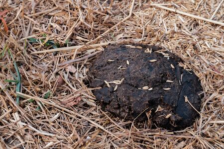 Cow dung on hayの写真素材