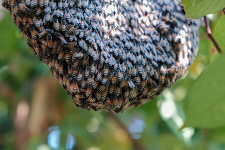 Bees make a nest on a tree in the forest natureの写真素材