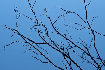 Branch of death tree and blue sky backgroundsの写真素材