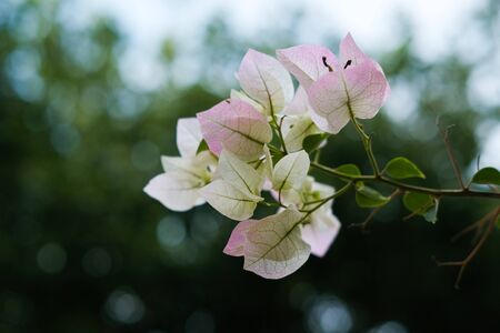 Pink and white bougainvillea flowers In the backyardの写真素材