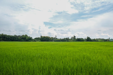 Green rice fields landscape backgrounds