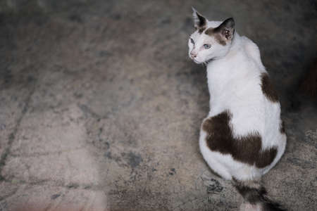 A little cute cat in houseの写真素材