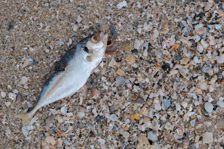 Dead sea fish on the beach