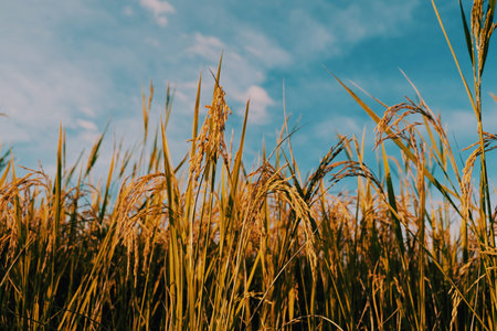 Rice fields and blue sky