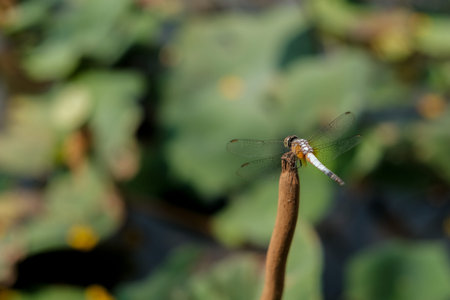 Dragonfly in the nature