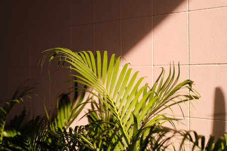 Green leaves with shadow on pink wallの写真素材