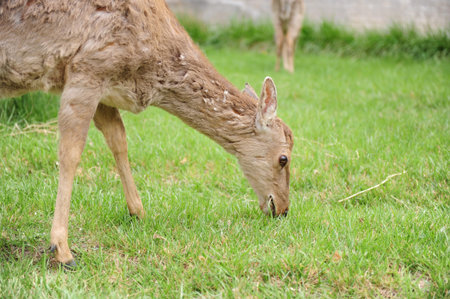 Sika deerの写真素材