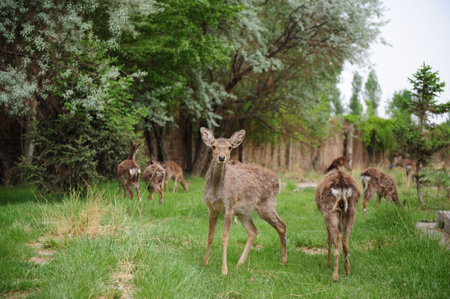 Sika deerの写真素材