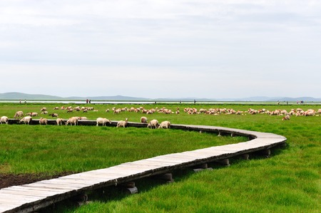 Nature landscape view of a grassland under the clear blue skyの写真素材