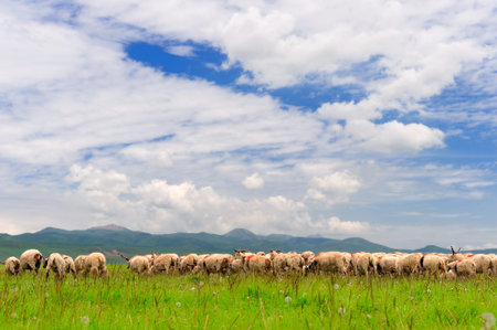 Ruoergai grasslandの写真素材