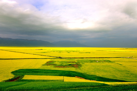 canola flower fieldのeditorial素材