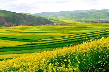 canola flower fieldの写真素材