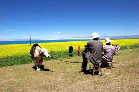 men resting in the carnola flower fieldのeditorial素材
