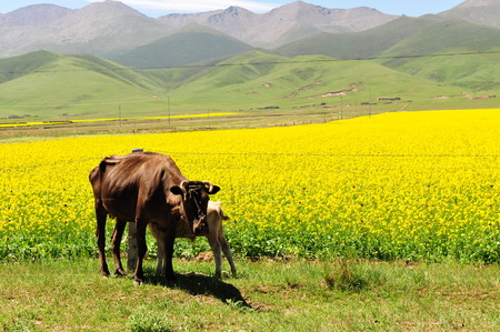 canola flower fieldの写真素材