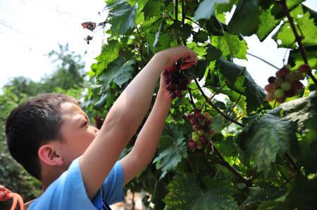 Picking grapesのeditorial素材