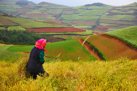 Woman harvesting paddy fieldのeditorial素材