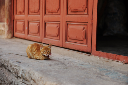 view of a cat resting at the corridorの写真素材