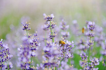 lavenderの写真素材