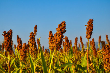 millet in phitsanulok  thailandの写真素材