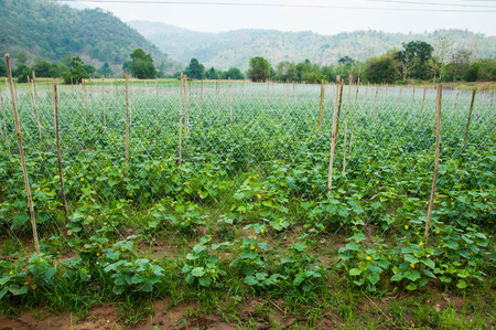 cucumber farmの写真素材