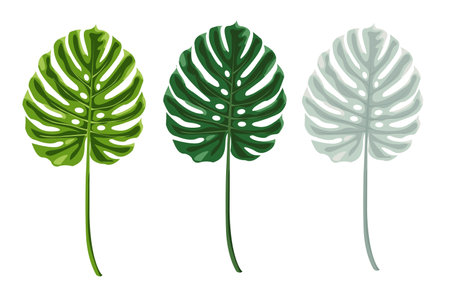 Beautiful hand drawn botanical vector illustration with tropical monstera leaves. Isolated over white background. Design for greeting card, poster, website.のイラスト素材