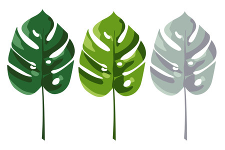 Beautiful hand drawn botanical vector illustration with tropical monstera leaves. Isolated over white background. Design for greeting card, poster, website.のイラスト素材