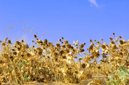 Portugal, area of Algarve, Portimao: Dune plant in gold and green  colorの写真素材