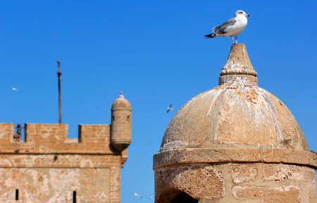 Morocco, Essaouira: seagull on the top of the fortress; blue sky, birds and red stone fortressの写真素材