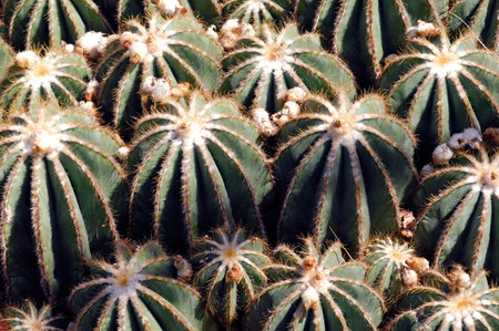 France, Nice: famous places, french riviera, Parc Phenix, eriocactus magnificus