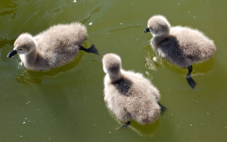 France, Nice: famous places, french riviera, Parc Phenix, Young black swan : cygnetsの写真素材